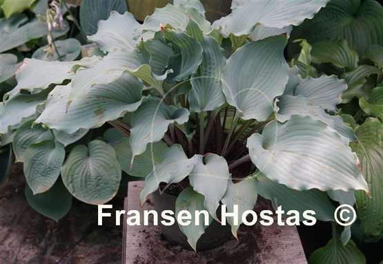 Hosta Skywriter